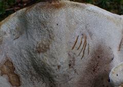 Ischnoderma resinosum