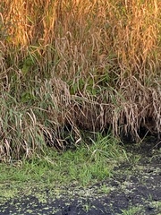 Ondatra zibethicus