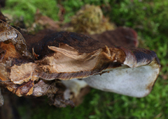 Ischnoderma resinosum