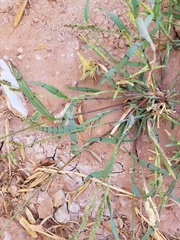 Echinochloa colona
