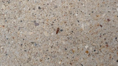 Aeolus mellillus