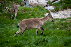 Capra pyrenaica victoriae