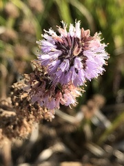 Mentha pulegium