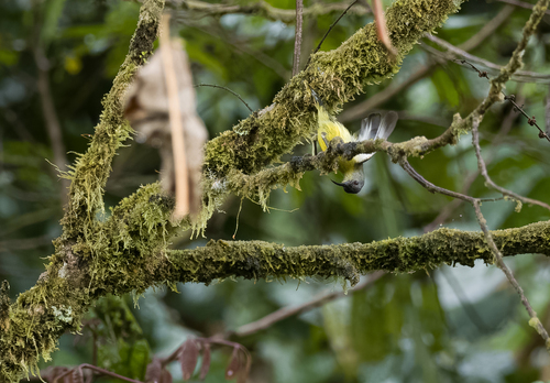 Lina's Sunbird (Aethopyga linaraborae), photo 6