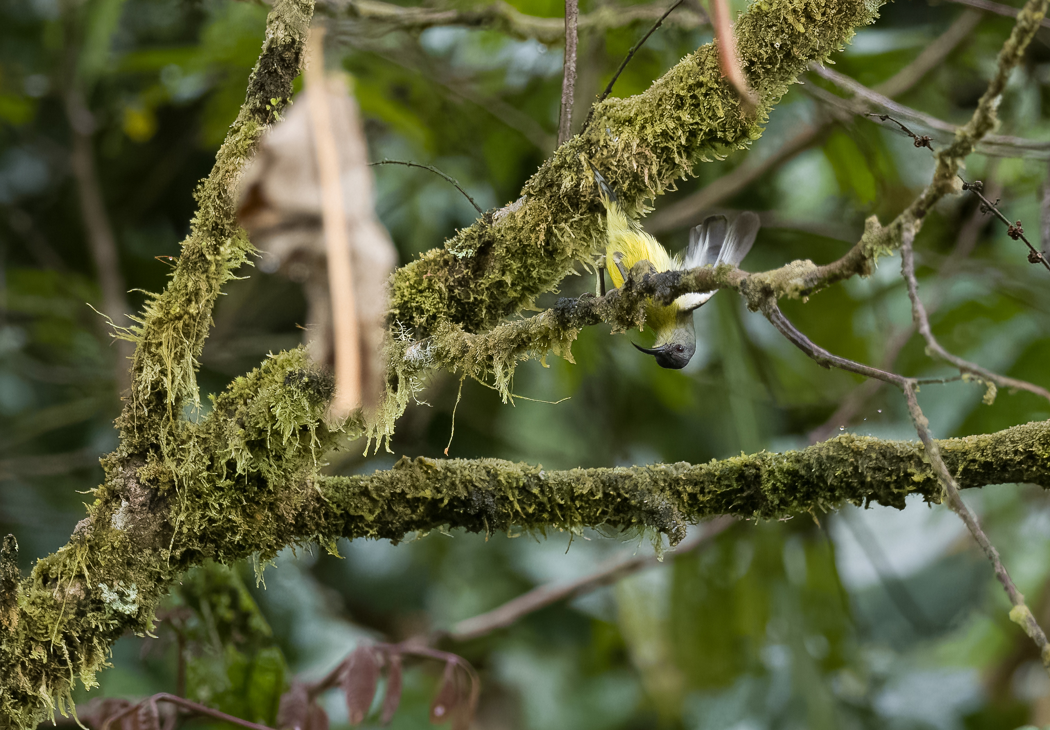 Lina's Sunbird (Aethopyga linaraborae), photo 5