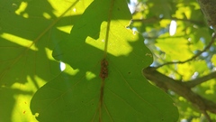 Callirhytis piperoides