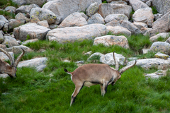 Capra pyrenaica victoriae