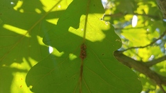 Callirhytis piperoides