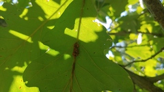 Callirhytis piperoides