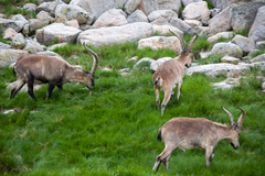 Capra pyrenaica victoriae