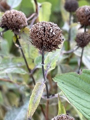Monarda fistulosa