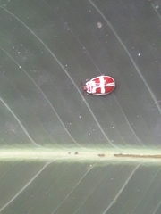 Asphaera discicollis