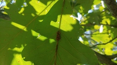 Callirhytis piperoides