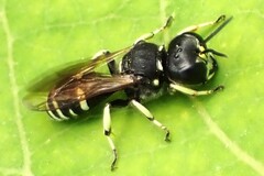 Ectemnius trifasciatus