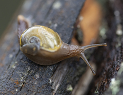 Helicarion cuvieri