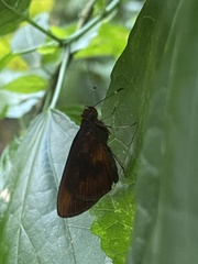 Miltomiges cinnamomea