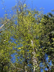 Alnus rubra