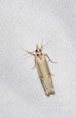 Crambus agitatellus