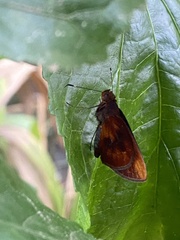Miltomiges cinnamomea