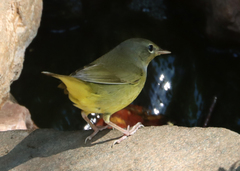 Geothlypis philadelphia