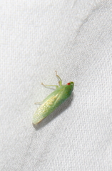 Gyponana