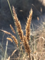 Anthoxanthum odoratum