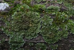 Physconia perisidiosa