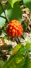Arisaema triphyllum