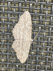 Phelotis cognata