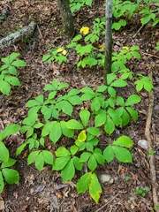 Aesculus parviflora