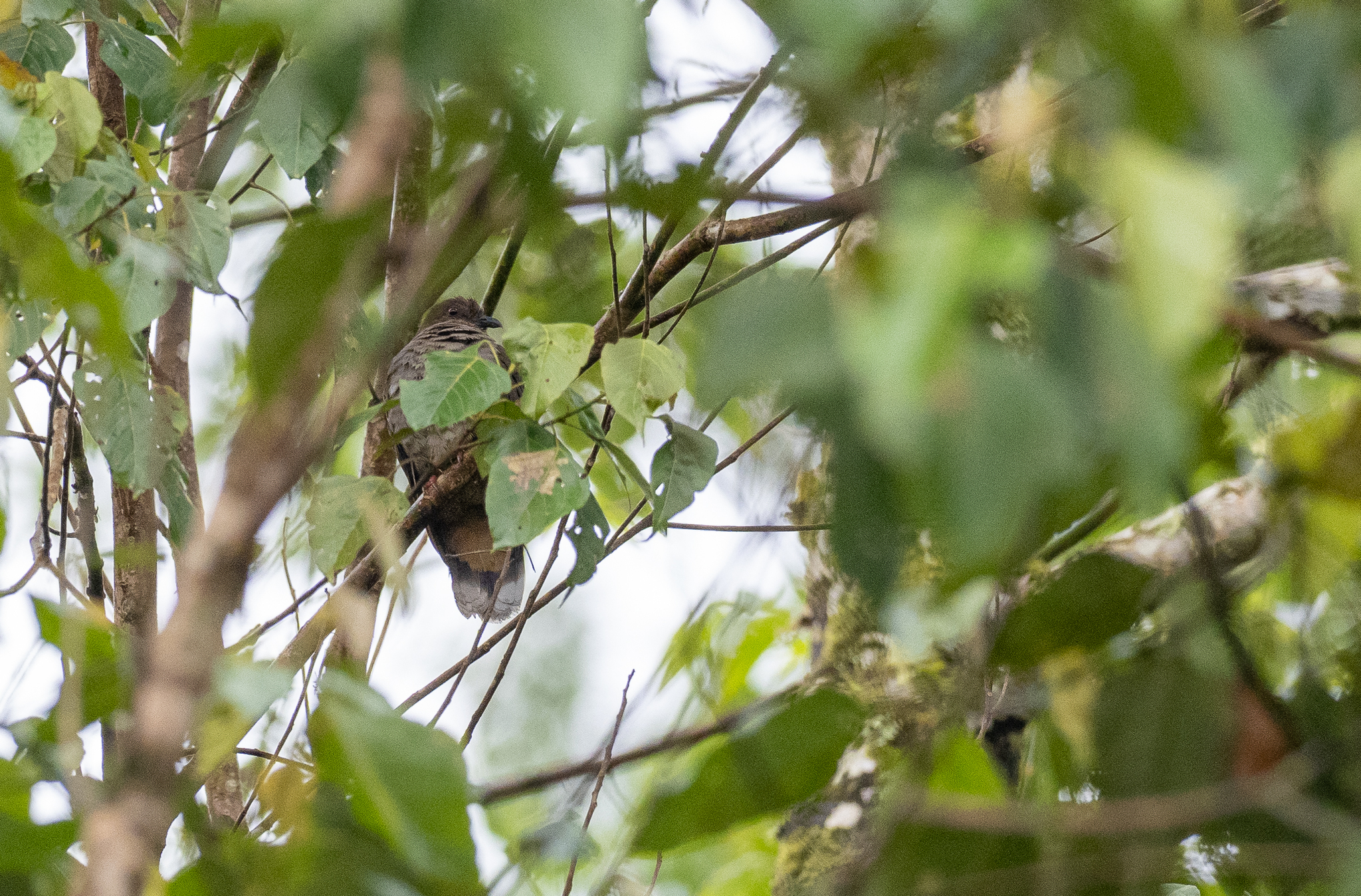 Mindanao Brown Dove (Phapitreron brunneiceps), photo 10