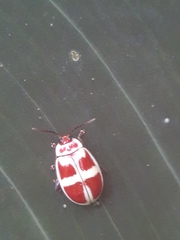 Asphaera discicollis