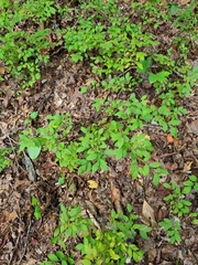 Vaccinium pallidum