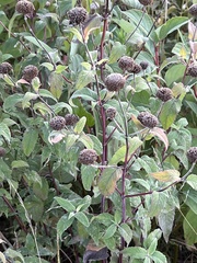 Monarda fistulosa