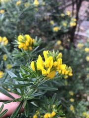 Genista linifolia