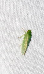 Gyponana