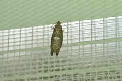 Acrolepiopsis assectella