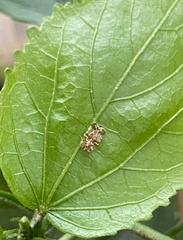 Tingidae