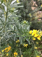 Genista linifolia
