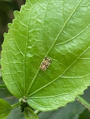 Tingidae