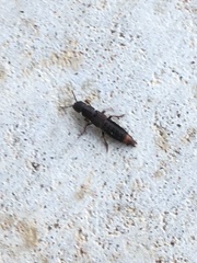 Platydracus cinnamopterus