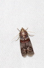 Acrobasis angusella