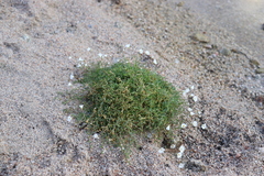 Dichodon cerastoides