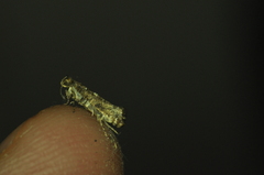 Acrolepiopsis assectella
