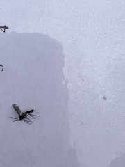 Ocyptamus fuscipennis