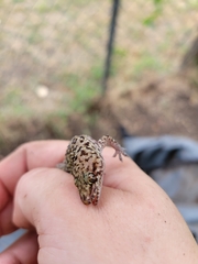 Hemidactylus turcicus