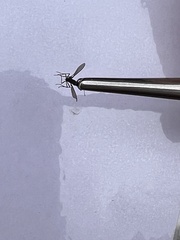 Ocyptamus fuscipennis