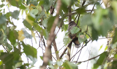 Phapitreron brunneiceps