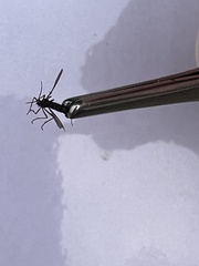 Ocyptamus fuscipennis