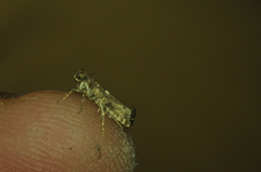 Acrolepiopsis assectella